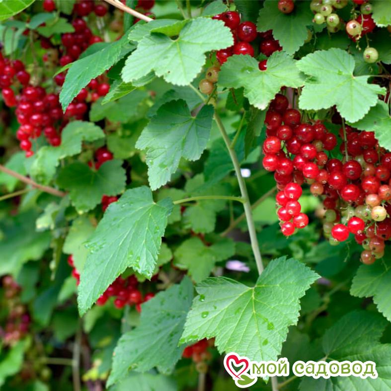 Красная смородина Роза