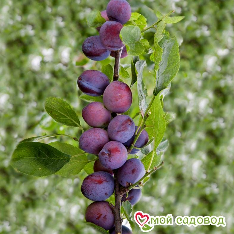 Слива колоновидная Блю Свит