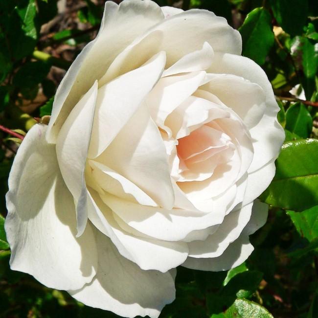 Роза Айсберг