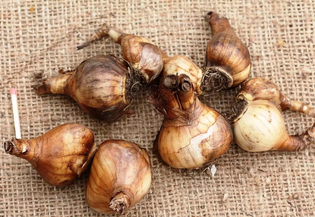 Нарцисс Золотая Корона