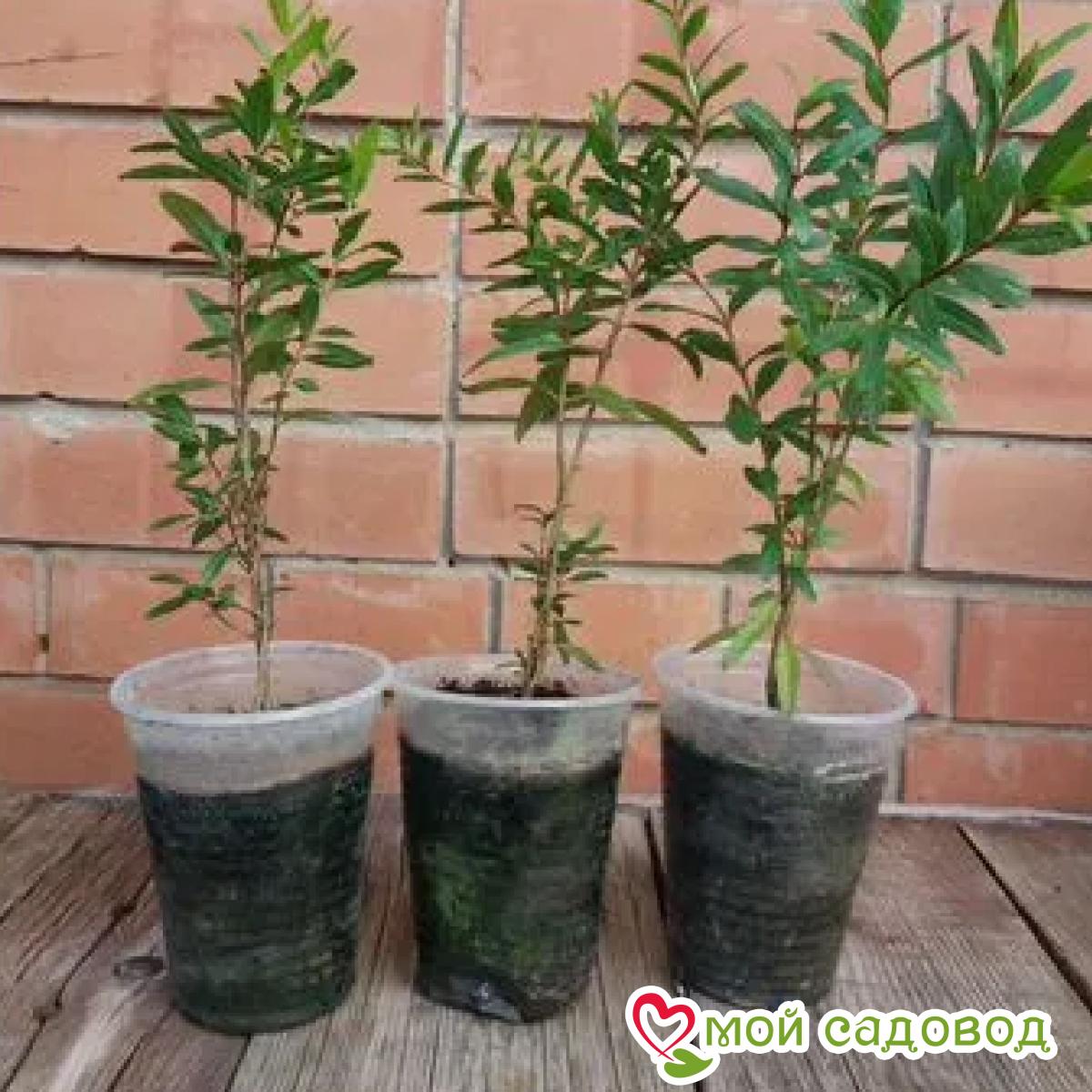 Гранат Черная Принцесса